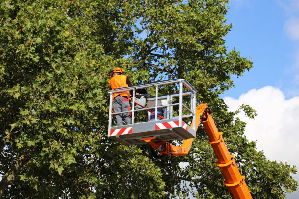 Best Tree Trimming Near Me  in Steep Falls, ME